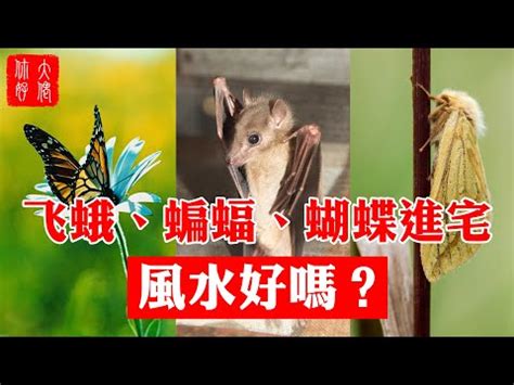 黃色蝴蝶飛進家裡|【家中飛來蝴蝶】家中突飛來蝴蝶？超神準吉兆特輯！飛進哪個區。